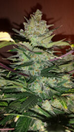 Green Crack Auto - Image 6