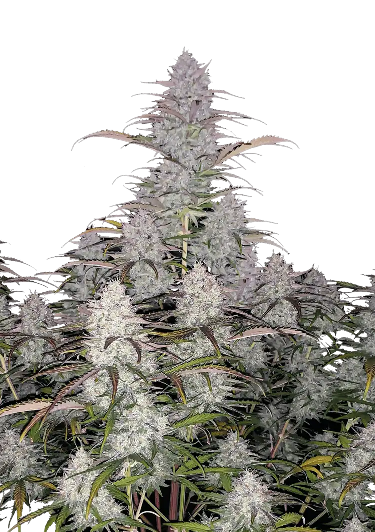 Green Crack Auto™ cannabis plant by Fast Buds—medium-tall with resin-coated colas and bright pistils, exuding strong tropical mango and citrus aromas with spicy undertones.