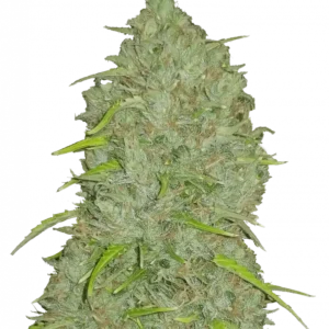 A fast-flowering Jack Herer Auto cannabis plant with long colas, vibrant green leaves, and sticky resin-covered buds radiating citrus-spice aroma and sativa energy.