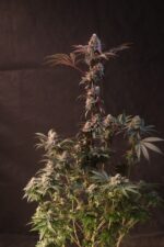 Lemon Cherry Runtz - Image 7