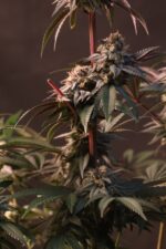 Lemon Cherry Runtz - Image 2