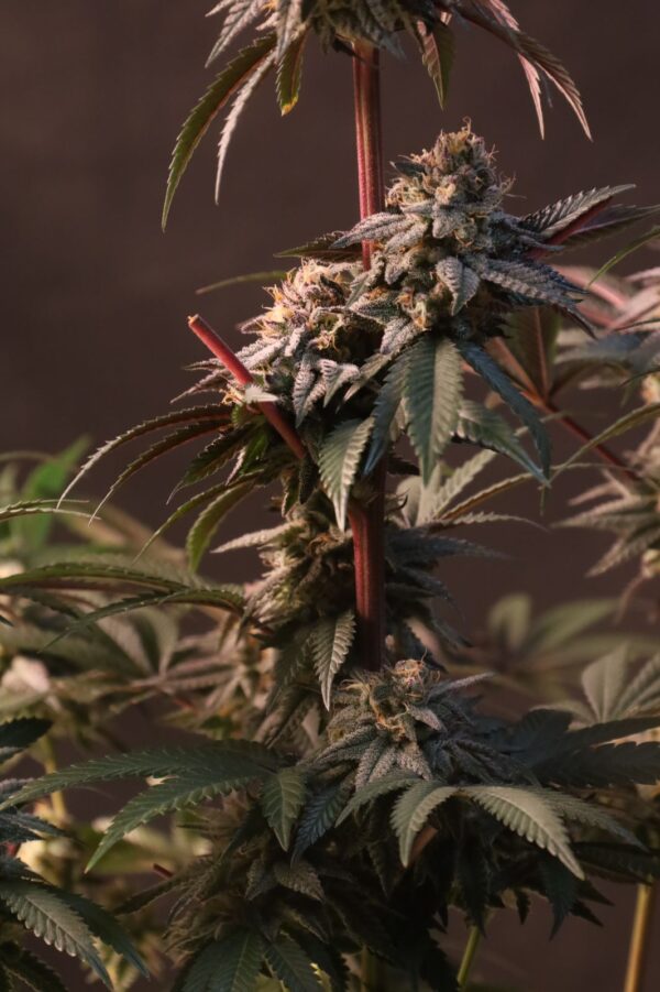 Lemon Cherry Runtz - Image 2