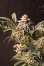 Lemon Cherry Runtz - Image 3