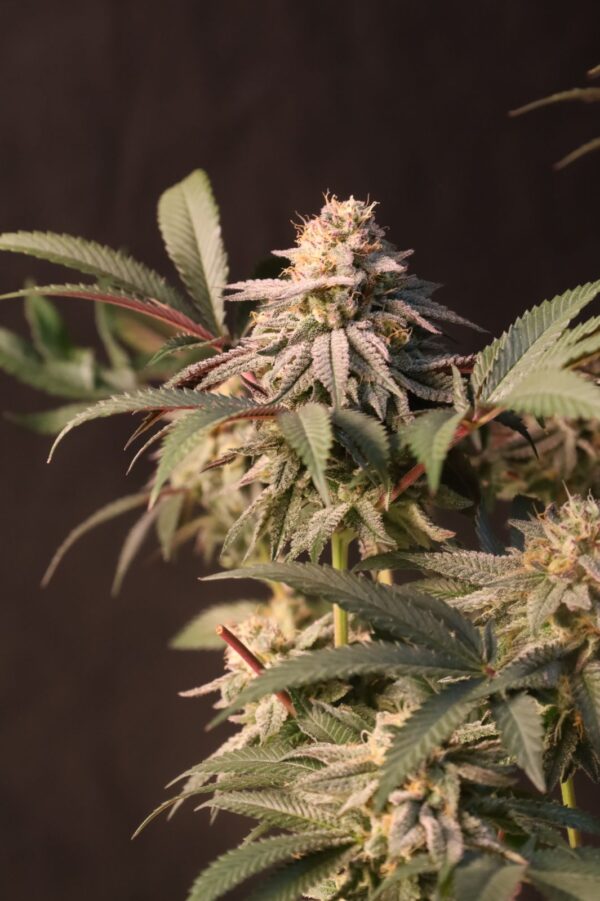 Lemon Cherry Runtz - Image 3