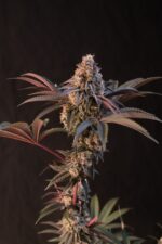 Lemon Cherry Runtz - Image 4