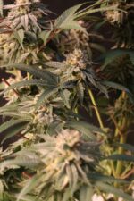 Lemon Cherry Runtz - Image 5