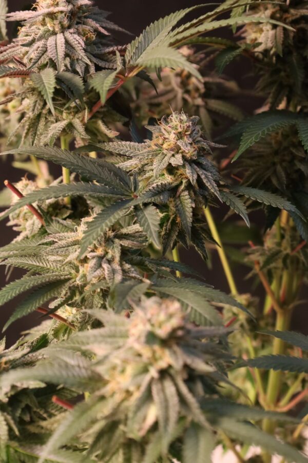 Lemon Cherry Runtz - Image 5