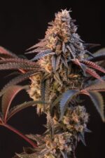 Lemon Cherry Runtz