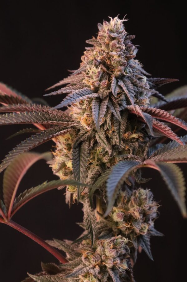 Lemon Cherry Runtz - Image 1