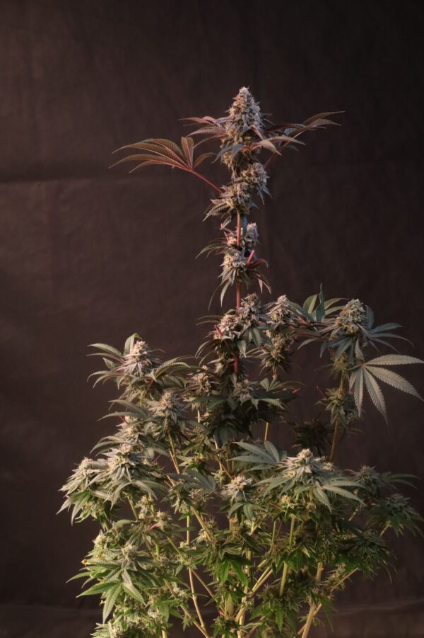 Lemon Cherry Runtz - Image 7