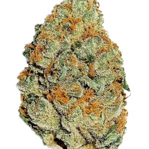 A glowing Lemon Mandarin plant in full flower, showcasing dense, frosty buds with vibrant orange pistils. The plant radiates fresh citrus aroma, blending lemon zest and sweet orange cream in a visually striking and aromatic hybrid.