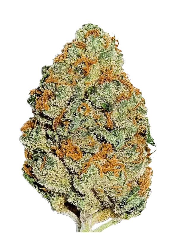 A glowing Lemon Mandarin plant in full flower, showcasing dense, frosty buds with vibrant orange pistils. The plant radiates fresh citrus aroma, blending lemon zest and sweet orange cream in a visually striking and aromatic hybrid.