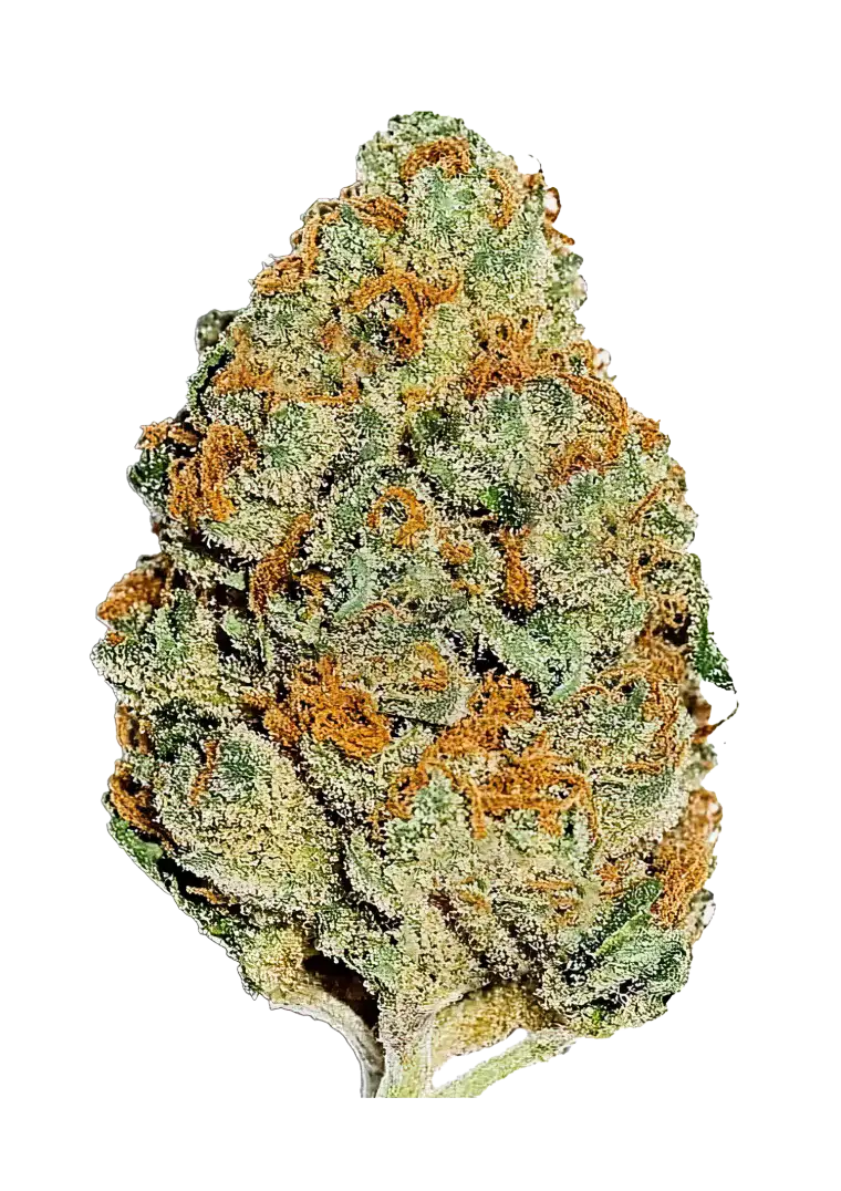 A glowing Lemon Mandarin plant in full flower, showcasing dense, frosty buds with vibrant orange pistils. The plant radiates fresh citrus aroma, blending lemon zest and sweet orange cream in a visually striking and aromatic hybrid.