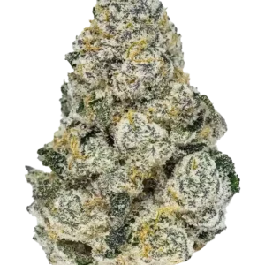 A tall Lemonpaya cannabis plant with frosty, bright green buds and long colas, radiating a tropical citrus aroma of papaya and lemon under soft indoor lighting.