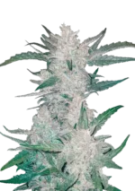 Mexican Airlines Auto™ cannabis plant by Fast Buds—tall and frosty with thick resin-coated colas and bright pistils, emitting sharp diesel, citrus, and pine fragrances.