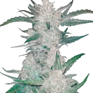 Mexican Airlines Auto™ cannabis plant by Fast Buds—tall and frosty with thick resin-coated colas and bright pistils, emitting sharp diesel, citrus, and pine fragrances.