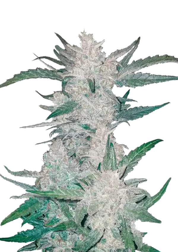 Mexican Airlines Auto™ cannabis plant by Fast Buds—tall and frosty with thick resin-coated colas and bright pistils, emitting sharp diesel, citrus, and pine fragrances.