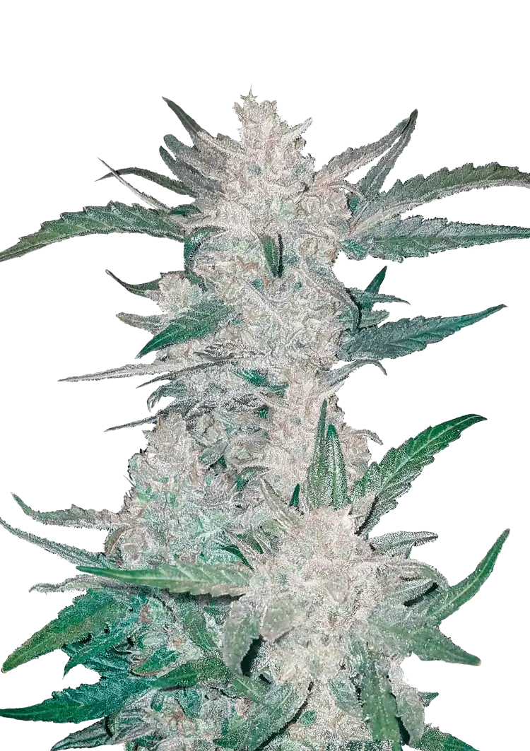 Mexican Airlines Auto™ cannabis plant by Fast Buds—tall and frosty with thick resin-coated colas and bright pistils, emitting sharp diesel, citrus, and pine fragrances.