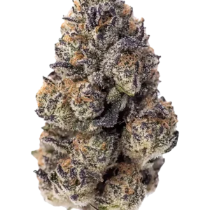A medium-height Papaya Sherbet plant glowing under LED lights, with chunky, resin-drenched buds in shades of green and purple. The air is thick with creamy tropical aroma, blending papaya, mango, and soft gas notes in a show-stopping display of flavor and trichomes.
