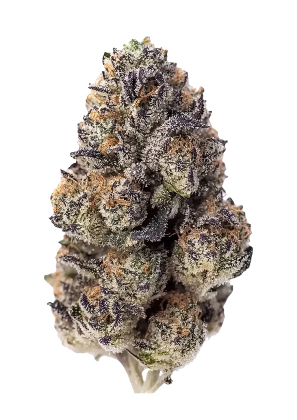 A medium-height Papaya Sherbet plant glowing under LED lights, with chunky, resin-drenched buds in shades of green and purple. The air is thick with creamy tropical aroma, blending papaya, mango, and soft gas notes in a show-stopping display of flavor and trichomes.
