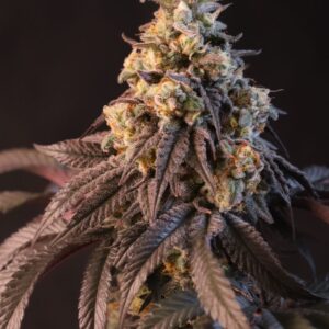 Papayton™ cannabis plant by Fast Buds—tall structure with dense, frosty colas and dark-green to blackish leaves, emitting intense sweet-sour ice-cream and citrus-sherbet aromas.