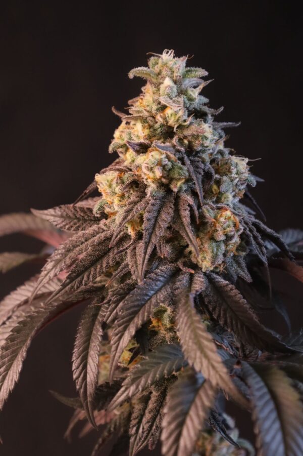 Papayton™ cannabis plant by Fast Buds—tall structure with dense, frosty colas and dark-green to blackish leaves, emitting intense sweet-sour ice-cream and citrus-sherbet aromas.