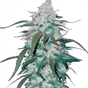 Pineapple Express Auto™ cannabis plant by Fast Buds—tall and resin-heavy with vibrant green buds and orange pistils, radiating rich pineapple and tropical fruit aromas.