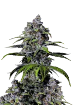 Purple Lemonade FF plant with chunky pink-purple buds coated in crystal trichomes and bright orange pistils, exuding vibrant lemon citrus and sweet berry candy aromas in a tall, resinous hybrid structure.