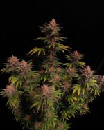 Purple Lemonade FF - Image 7