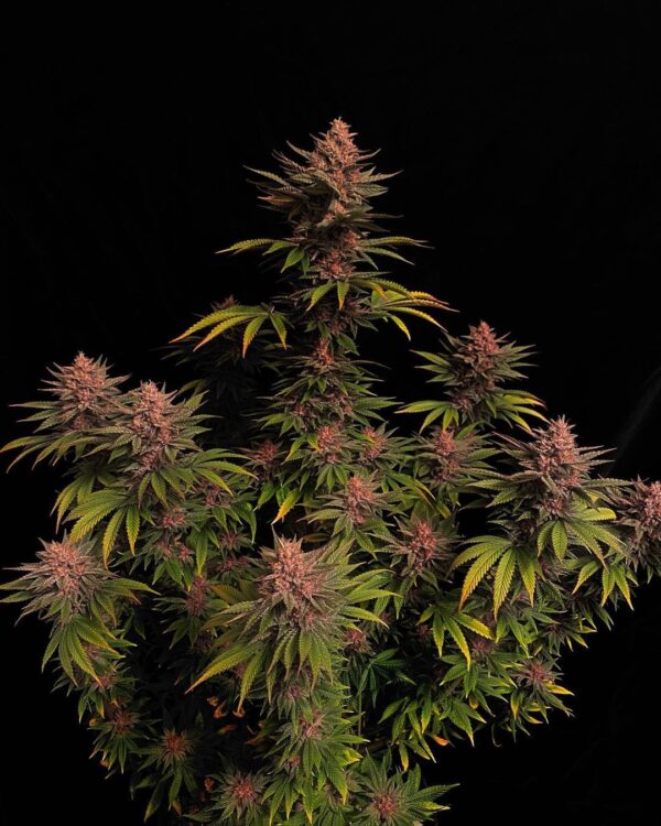 Purple Lemonade FF - Image 7