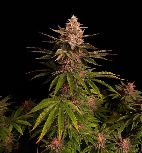 Purple Lemonade FF - Image 8