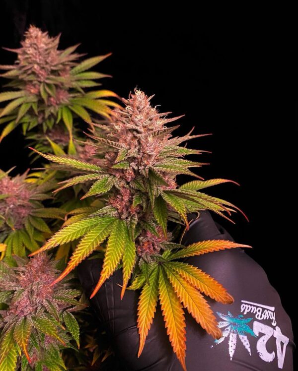 Purple Lemonade FF - Image 6