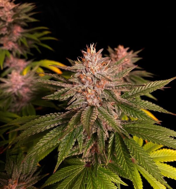 Purple Lemonade FF - Image 5