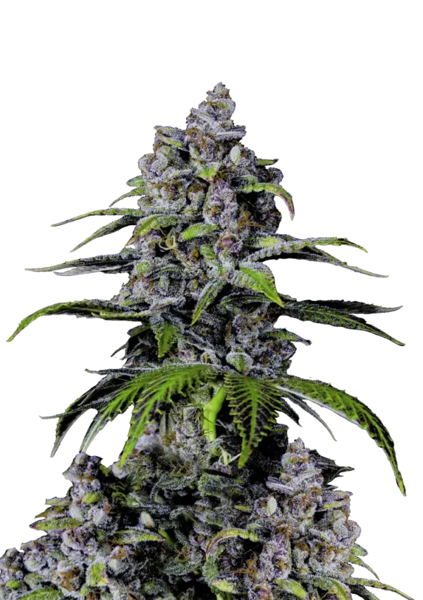 Purple Lemonade FF plant with chunky pink-purple buds coated in crystal trichomes and bright orange pistils, exuding vibrant lemon citrus and sweet berry candy aromas in a tall, resinous hybrid structure.