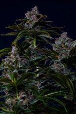 Purple Lemonade FF - Image 3