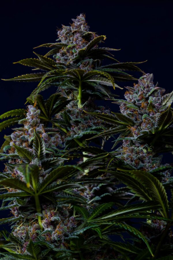 Purple Lemonade FF - Image 3