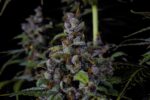 Purple Lemonade FF - Image 2
