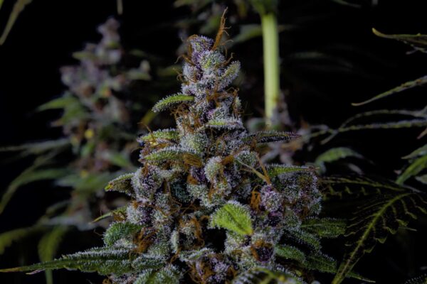 Purple Lemonade FF - Image 2
