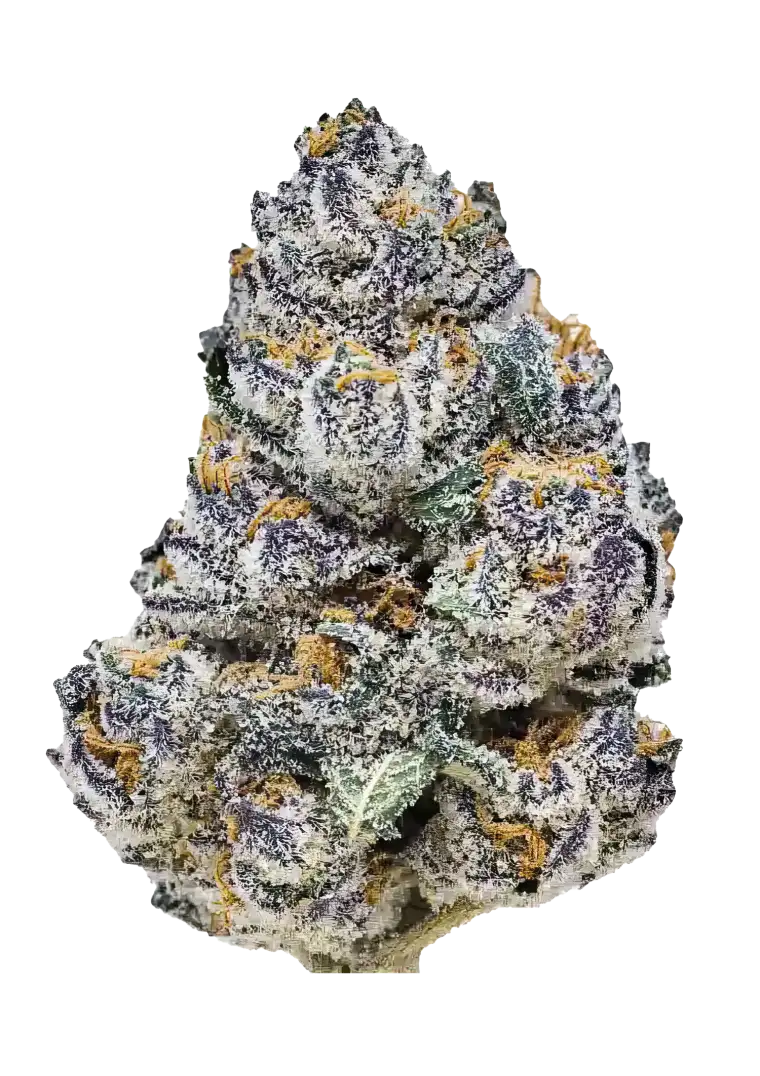 A tall Rainbow Melon cannabis plant with vivid, trichome-rich buds and colorful tones, radiating a sweet melon-candy aroma and fruit jelly scent under indoor lights.