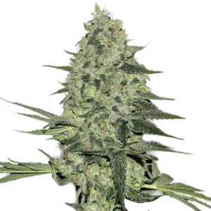 Rhino Ryder Auto™ cannabis plant by Fast Buds—compact, bushy medium-height plant with dense, round frost-coated colas, emitting earthy cinnamon-pear and skunky aromas.
