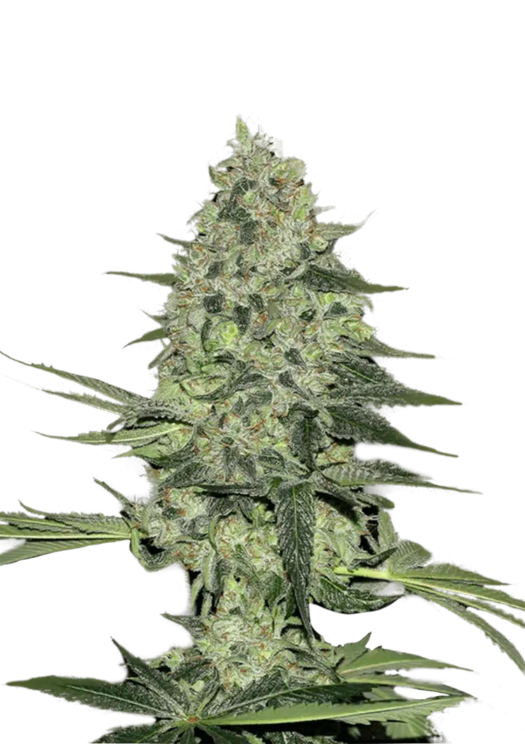 Rhino Ryder Auto™ cannabis plant by Fast Buds—compact, bushy medium-height plant with dense, round frost-coated colas, emitting earthy cinnamon-pear and skunky aromas.