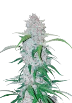 A towering Six Shooter Auto cannabis plant packed with large, citrus-scented buds coated in trichomes, featuring sativa-style structure and energetic presence under bright grow lights.