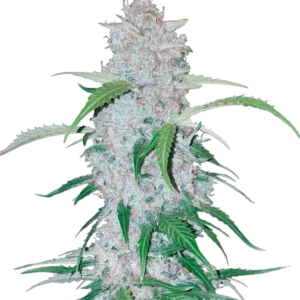 A towering Six Shooter Auto cannabis plant packed with large, citrus-scented buds coated in trichomes, featuring sativa-style structure and energetic presence under bright grow lights.