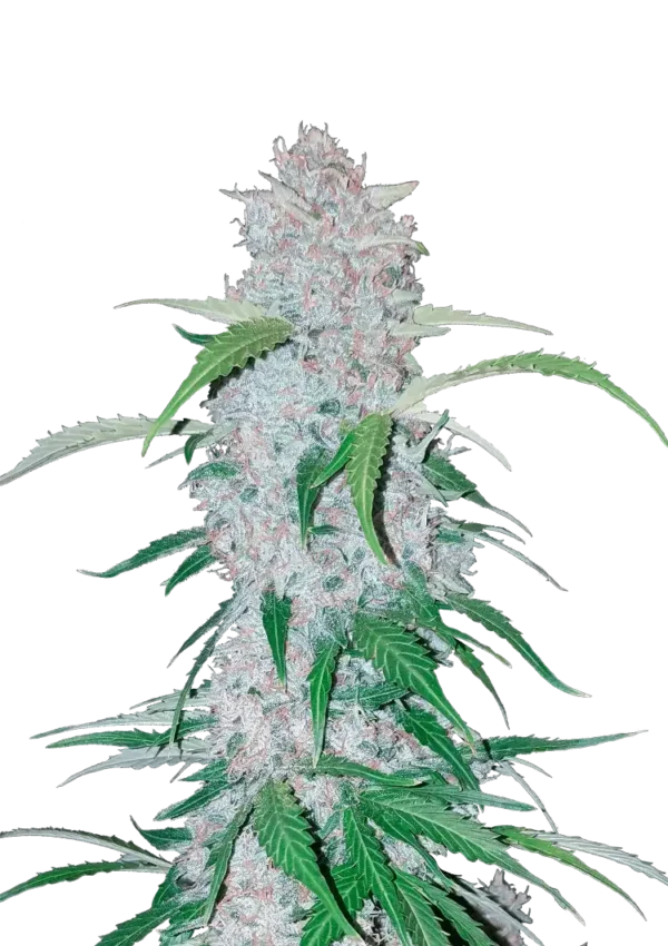 A towering Six Shooter Auto cannabis plant packed with large, citrus-scented buds coated in trichomes, featuring sativa-style structure and energetic presence under bright grow lights.