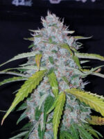 Six Shooter Auto - Image 3