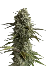 Skunk Auto™ cannabis plant by Fast Buds—tall, frosty buds with hints of pink and purple, bright orange pistils, and a pungent sweet-skunk aroma with earthy and floral tones.