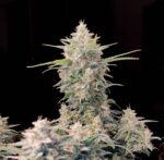 Skunk Auto - Image 2