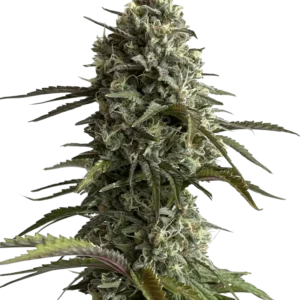 Skunk Auto™ cannabis plant by Fast Buds—tall, frosty buds with hints of pink and purple, bright orange pistils, and a pungent sweet-skunk aroma with earthy and floral tones.