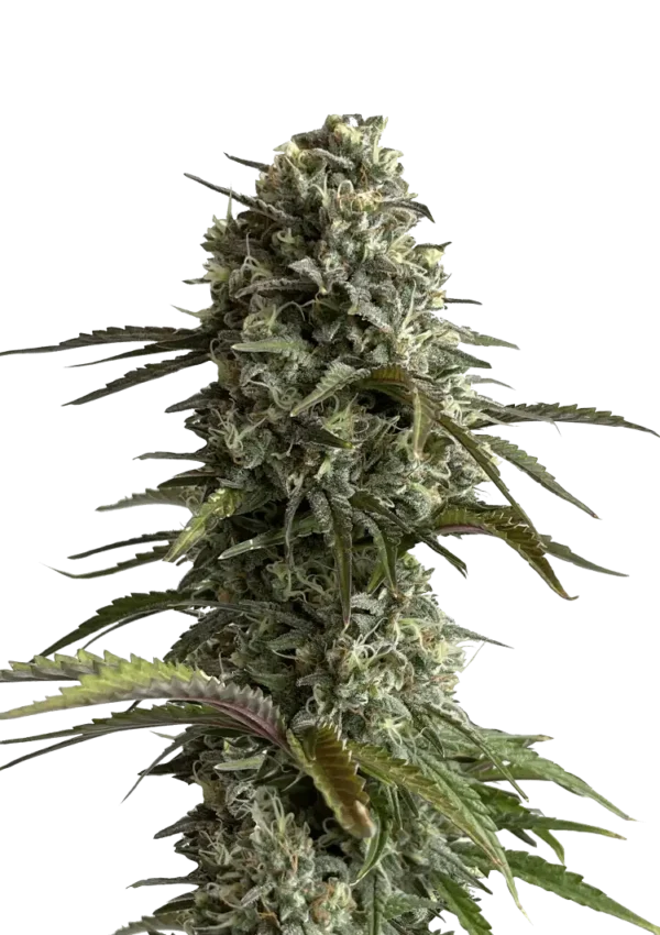 Skunk Auto™ cannabis plant by Fast Buds—tall, frosty buds with hints of pink and purple, bright orange pistils, and a pungent sweet-skunk aroma with earthy and floral tones.