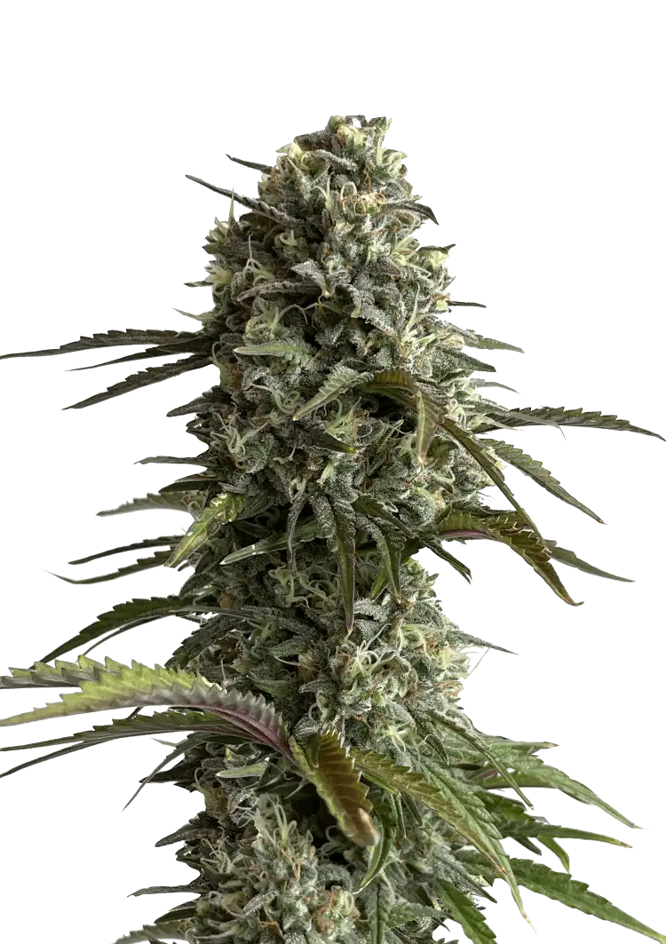 Skunk Auto™ cannabis plant by Fast Buds—tall, frosty buds with hints of pink and purple, bright orange pistils, and a pungent sweet-skunk aroma with earthy and floral tones.